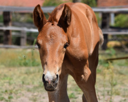 Pferd Susi (Deutsches Sportpferd, 2022, von Shu Fu)