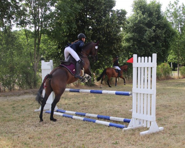 broodmare Air Star (German Riding Pony, 2013, from Airman xx)