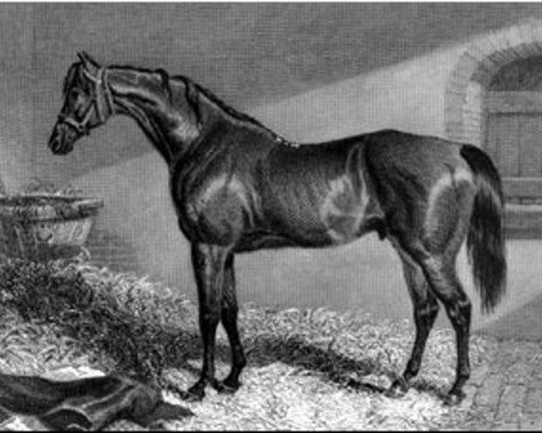 stallion Hetman Platoff xx (Thoroughbred, 1836, from Brutandorf xx)