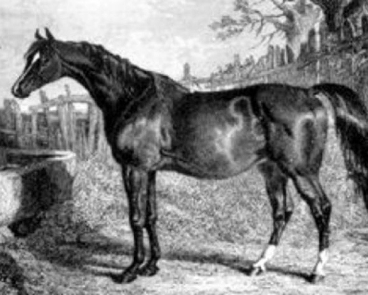 Zuchtstute Emma xx (Englisches Vollblut, 1824, von Whisker xx)