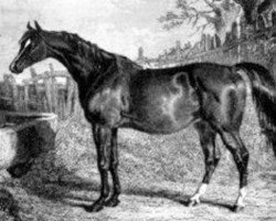 broodmare Emma xx (Thoroughbred, 1824, from Whisker xx)