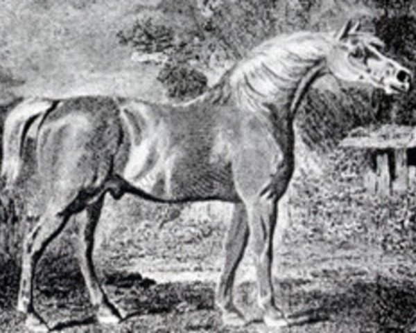 stallion Precipitate xx (Thoroughbred, 1787, from Mercury xx)
