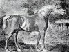 stallion Precipitate xx (Thoroughbred, 1787, from Mercury xx)