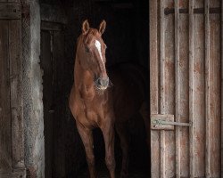 jumper Aschenputtel 9 (Hanoverian, 2010, from FRH Quaid)