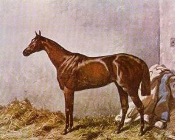 stallion Hermit xx (Thoroughbred, 1864, from Newminster xx)