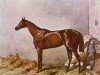 horse Hermit xx (Thoroughbred, 1864, from Newminster xx)