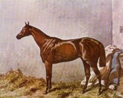 stallion Hermit xx (Thoroughbred, 1864, from Newminster xx)