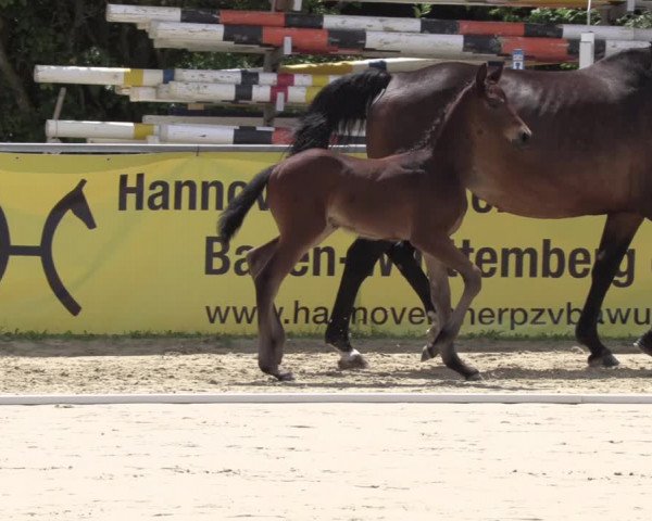 Video of Figaro vom Kastanienhof