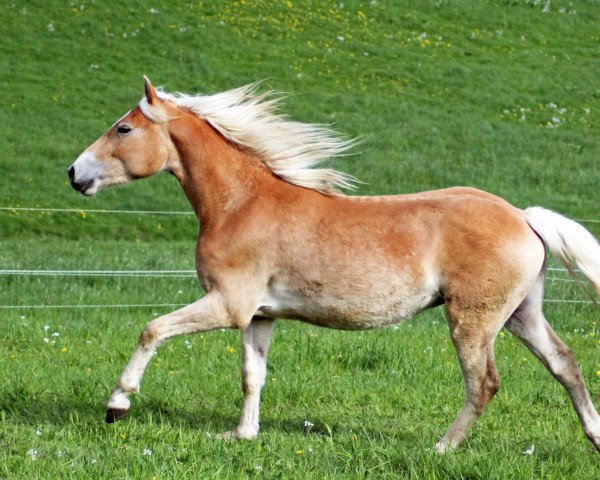horse Hengst von Starkwind /Augartner (Haflinger, 2016, from Starkwind)