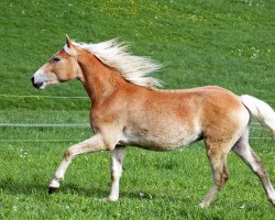 Pferd Hengst von Starkwind /Augartner (Haflinger, 2016, von Starkwind)