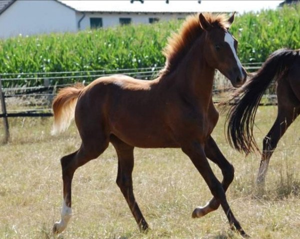 dressage horse Damons Queen (Oldenburg, 2022, from Quaterback)