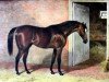 horse Melbourne xx (Thoroughbred, 1834, from Humphrey Clinker xx)