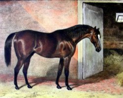 stallion Melbourne xx (Thoroughbred, 1834, from Humphrey Clinker xx)