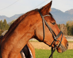 Pferd Rebellina (Oldenburger, 2012, von Straviaty)