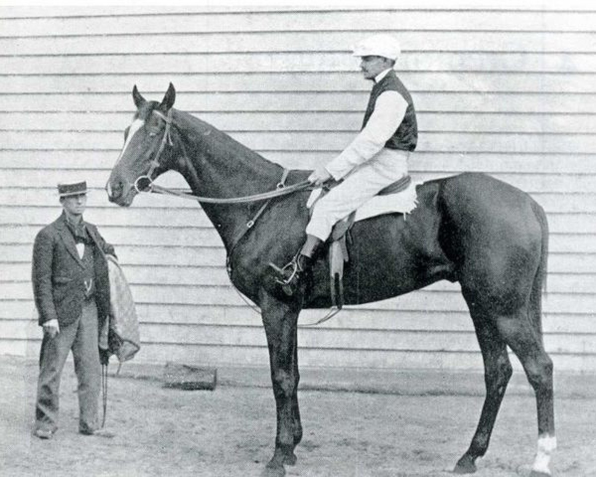 stallion Cremorne xx (Thoroughbred, 1869, from Parmesan xx)