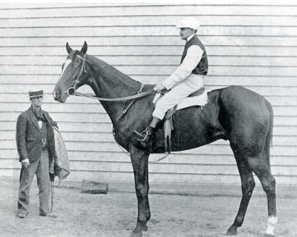 horse Cremorne xx (Thoroughbred, 1869, from Parmesan xx)