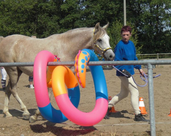 horse HA Sharif el Asl (Arabian thoroughbred, 2005, from El Sharif EAO)