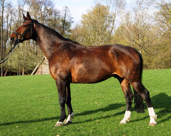 dressage horse Bonito (Brandenburg, 1997)