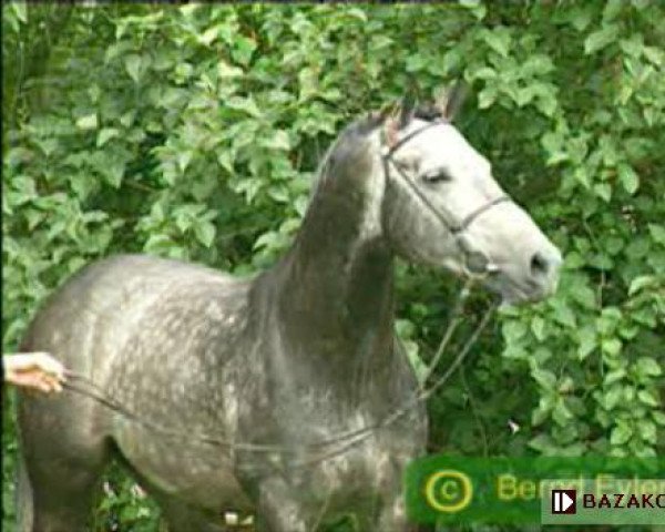 stallion Loxgraf Go (Holsteiner, 1989, from Landgraf I)
