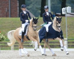 dressage horse Dujardin B (German Riding Pony, 2006, from Deinhard B)