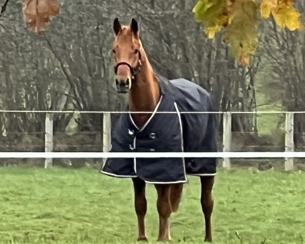 jumper United Fox (Oldenburg show jumper, 2019, from United Touch S)