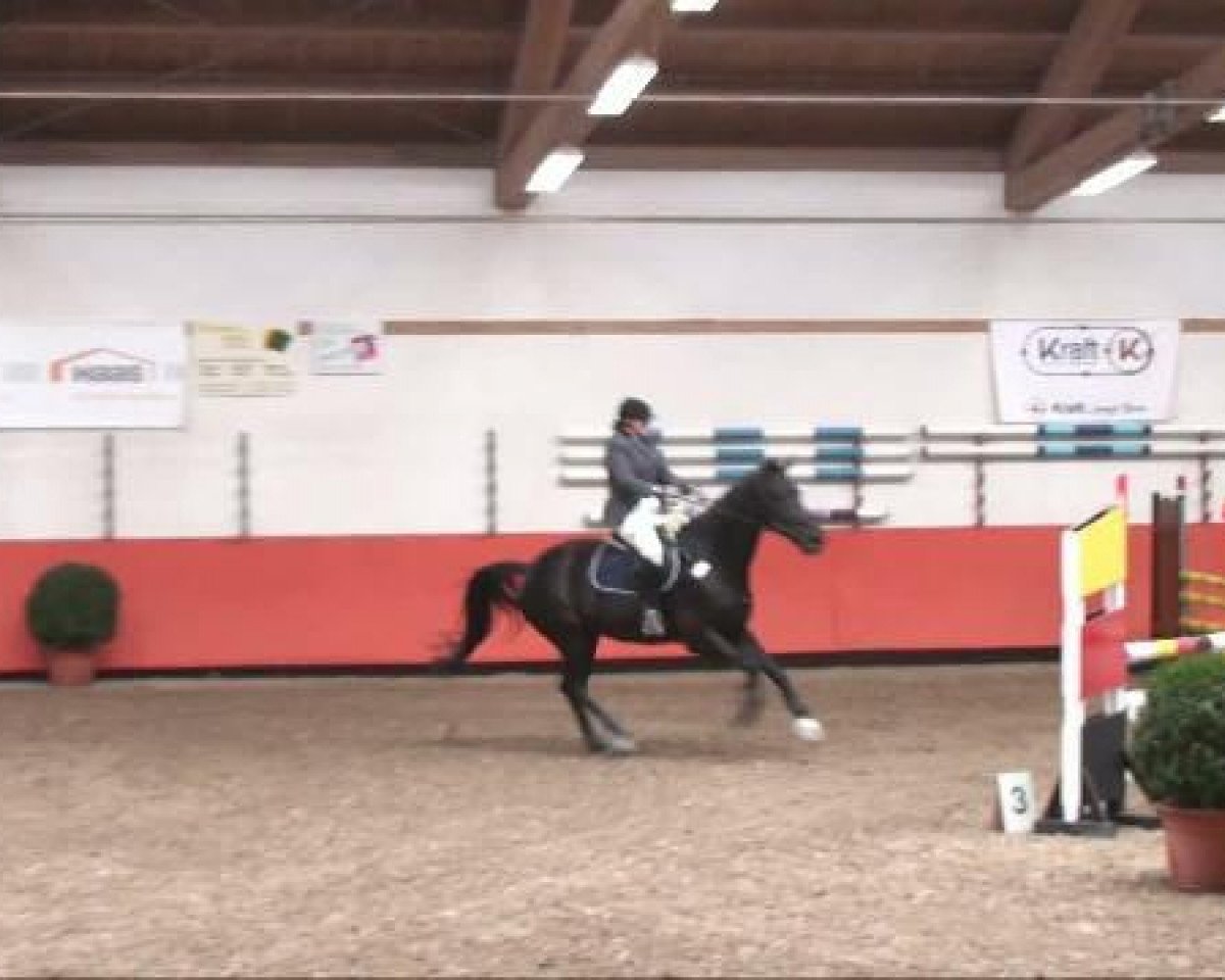 Springpferd Renoir 147 (Deutsches Reitpferd, 2002)