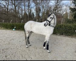 Pferd BIG Bella Swan (Deutsches Reitpony, 2012, von Bavarottie)