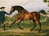 stallion Blank xx (Thoroughbred, 1740, from Godolphin Arabian)