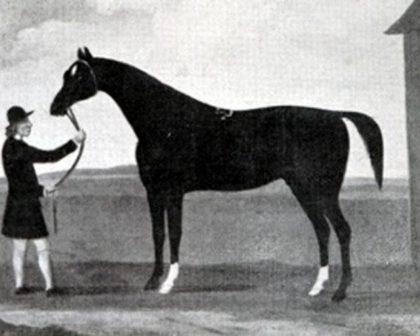 stallion Tartar xx (Thoroughbred, 1743, from Crofts Partner xx (Old Partner xx))