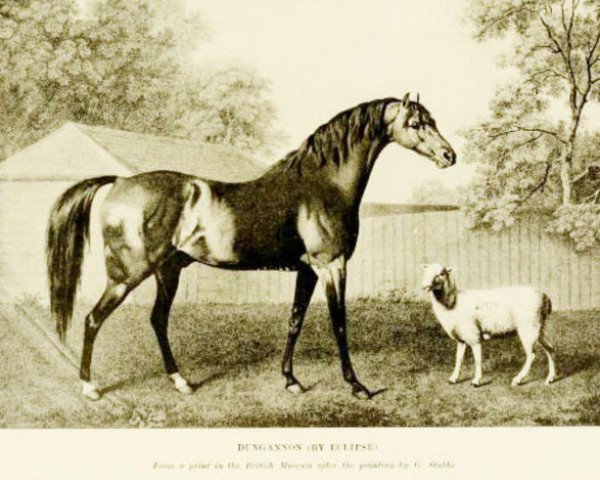 stallion Dungannon xx (Thoroughbred, 1780, from Eclipse xx)