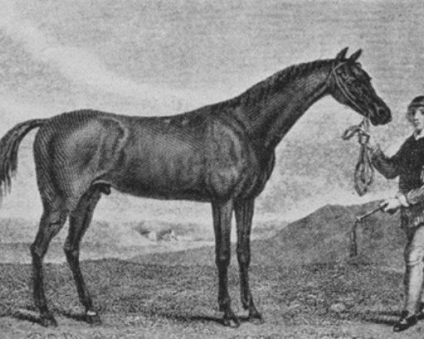 stallion Matchem xx (Thoroughbred, 1748, from Cade xx)