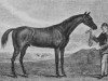 stallion Matchem xx (Thoroughbred, 1748, from Cade xx)
