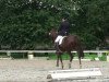 dressage horse Dandy 383 (Oldenburg, 1999, from Donnerhall)