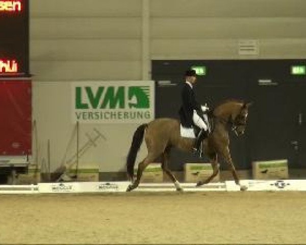 dressage horse Rubin 524 (Westphalian, 2000, from Rheingau)