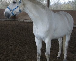 dressage horse Zorcano (Oldenburg, 1996, from D-Day)