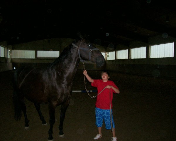 dressage horse Lazar (Polish Warmblood,  )