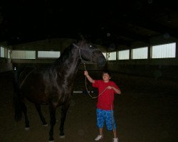 dressage horse Lazar (Polish Warmblood,  )