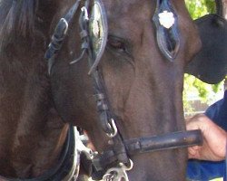 horse Rezonans (Polish Warmblood, 2001, from Dzajpur)