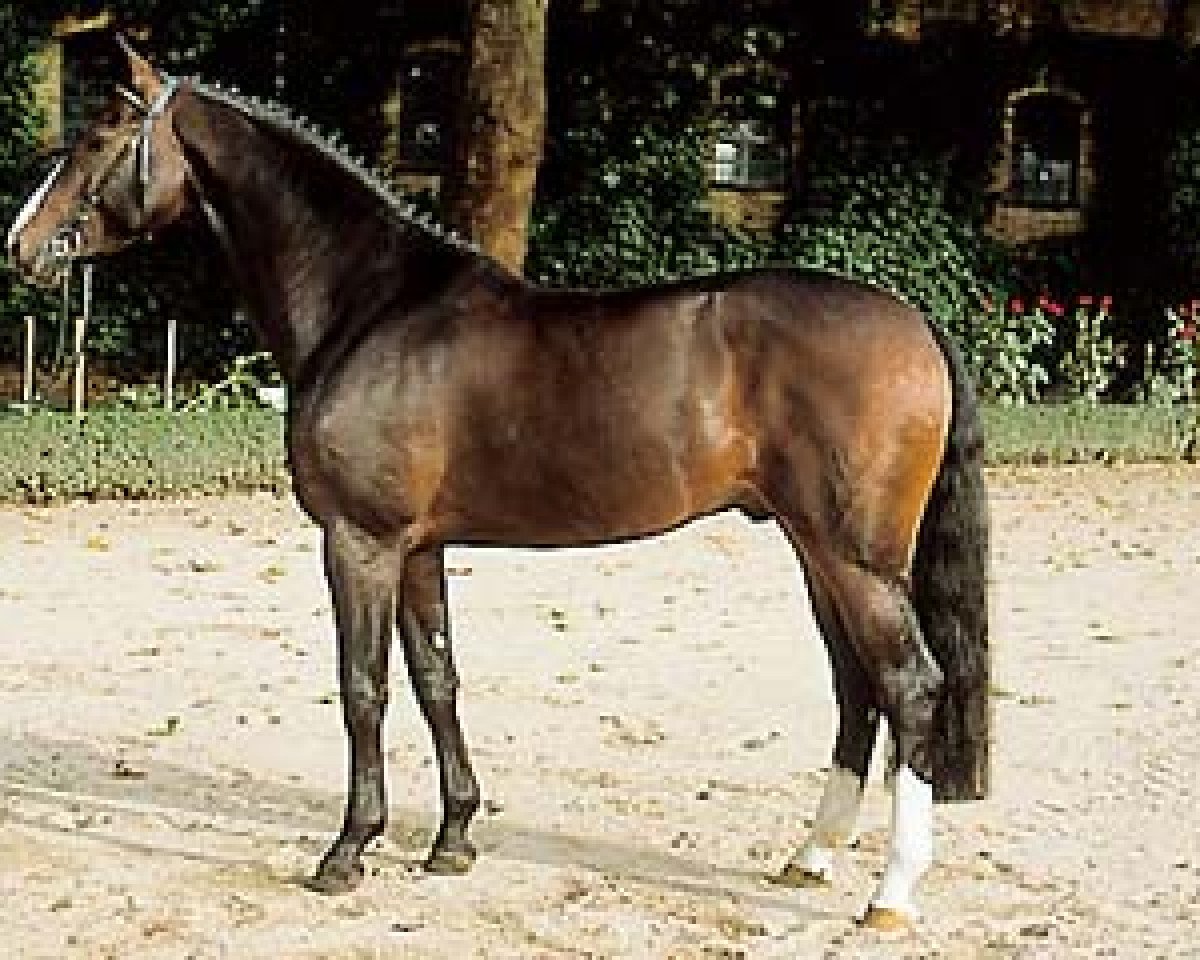 Deckhengst Lacock (Westfale, 1997, von Lancer III)
