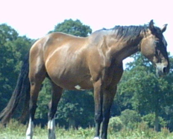 stallion Landfuerst (Oldenburg, 1985, from Landgraf I)