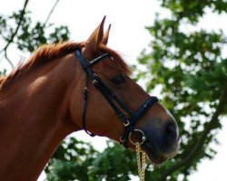 stallion Jogar (Hungarian Warmblood, 1997, from Hohenstein II)