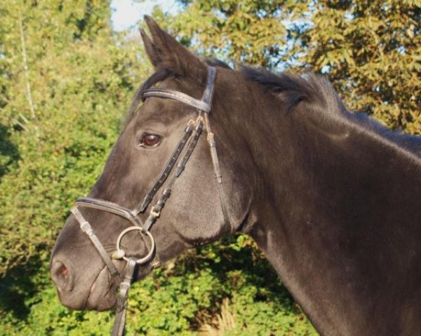 broodmare Princess (Hanoverian, 1996, from Prince Thatch xx)