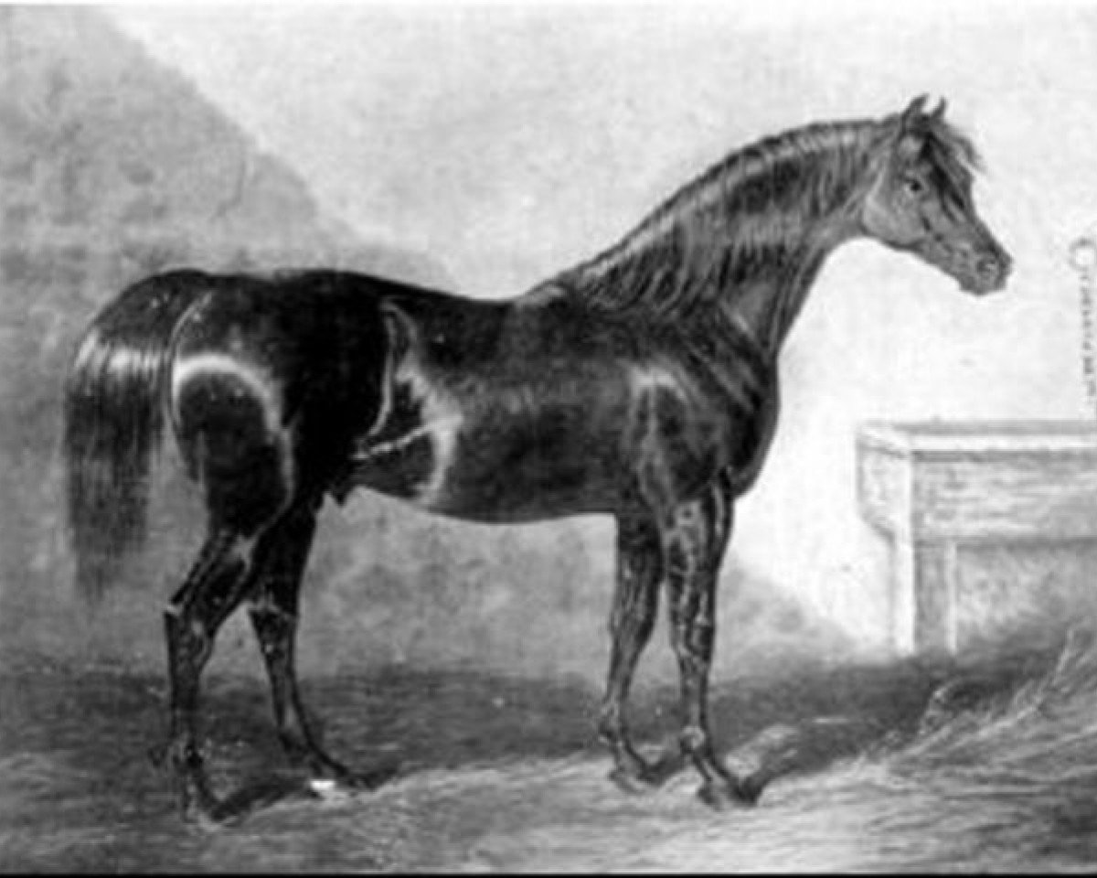 stallion Walton xx (Thoroughbred, 1799, from Sir Peter Teazle xx)