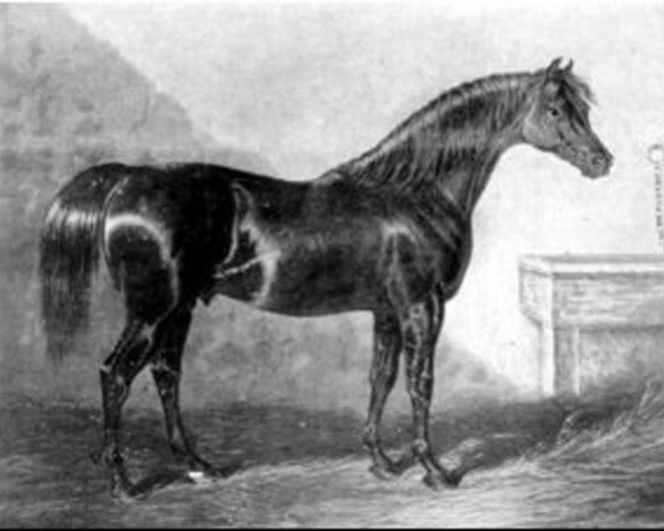 stallion Walton xx (Thoroughbred, 1799, from Sir Peter Teazle xx)