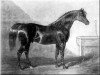 stallion Walton xx (Thoroughbred, 1799, from Sir Peter Teazle xx)