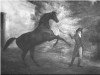 stallion Saltram xx (Thoroughbred, 1780, from Eclipse xx)
