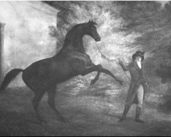 stallion Saltram xx (Thoroughbred, 1780, from Eclipse xx)