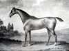 stallion Whiskey xx (Thoroughbred, 1789, from Saltram xx)