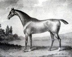 stallion Whiskey xx (Thoroughbred, 1789, from Saltram xx)