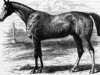 Pferd Orlando xx (Englisches Vollblut, 1841, von Touchstone xx)